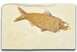 Detailed Fossil Fish (Knightia) - Wyoming #357551-1